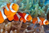 Perbedaan Ikan Nemo Air Tawar Dan Laut