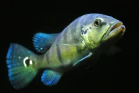 Mengenal Peacock Bass Blue Azul