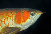 Mengapa Ikan Arwana Bisa Drop Eye