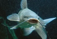 Cara Merawat Ikan Lele