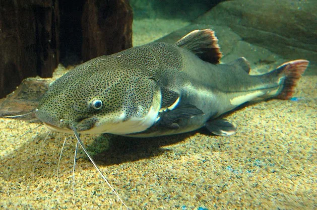 Jenis Ikan Lele