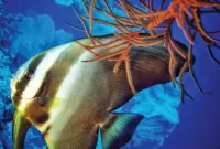 Mengenal Ikan Longfin Batfish