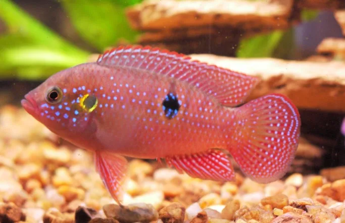 Ikan Red Jewel Cichlid