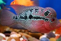 Jenis Penyakit Ikan Louhan