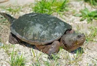 Mengenal Common Snapping Turtle