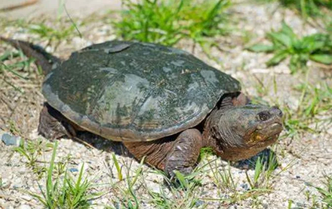 Mengenal Common Snapping Turtle