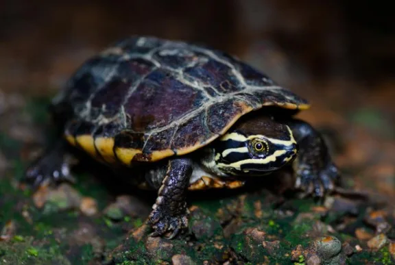 Mengenal Malayan Snail Eater Turtle