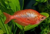 Mengenal Red Rainbowfish