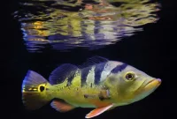 Mengenal Peacock Bass Monoculus
