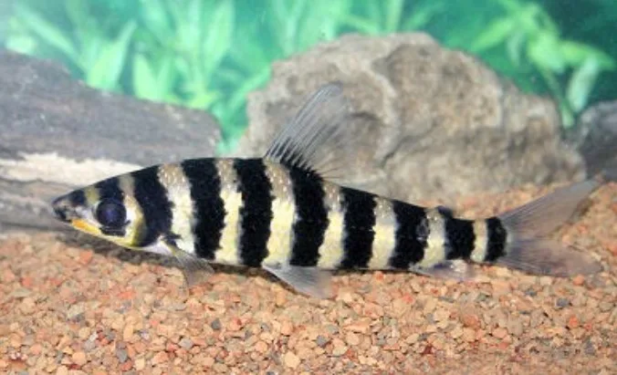 Mengenal Ikan Black-banded Leporinus