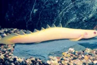 Ikan Predator Purba