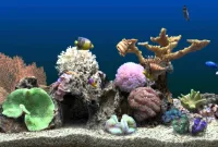 Macam Warna Background Aquarium