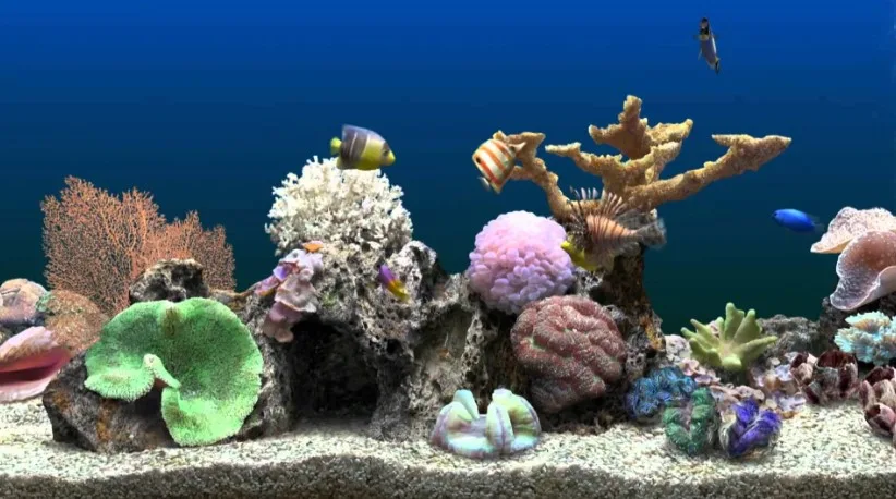 Macam Warna Background Aquarium