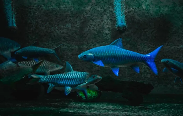 Mengenal Ikan Blue Mahseer
