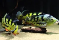 Cara Merawat Ikan Peacock Bass