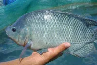 Cara Budidaya Ikan Mujair