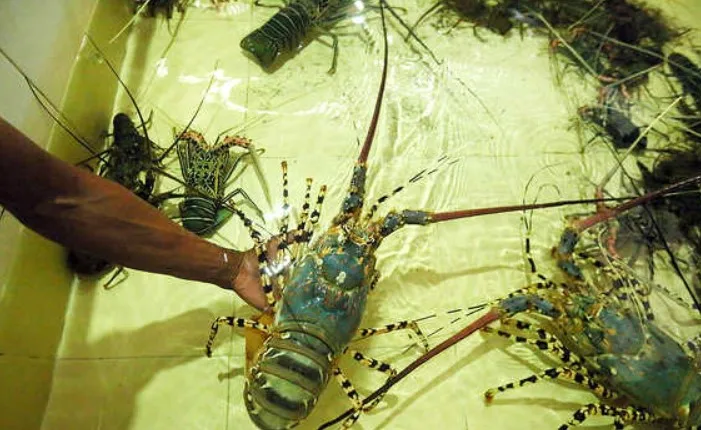 Cara Pembenihan Untuk Budidaya Lobster