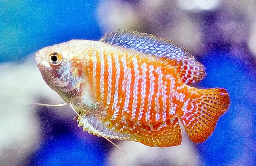 Jenis-jenis Ikan Gourami Mini