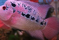 Mengenal Ikan Louhan