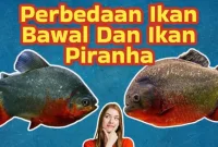 Perbedaan Ikan Bawal dan Ikan Piranha